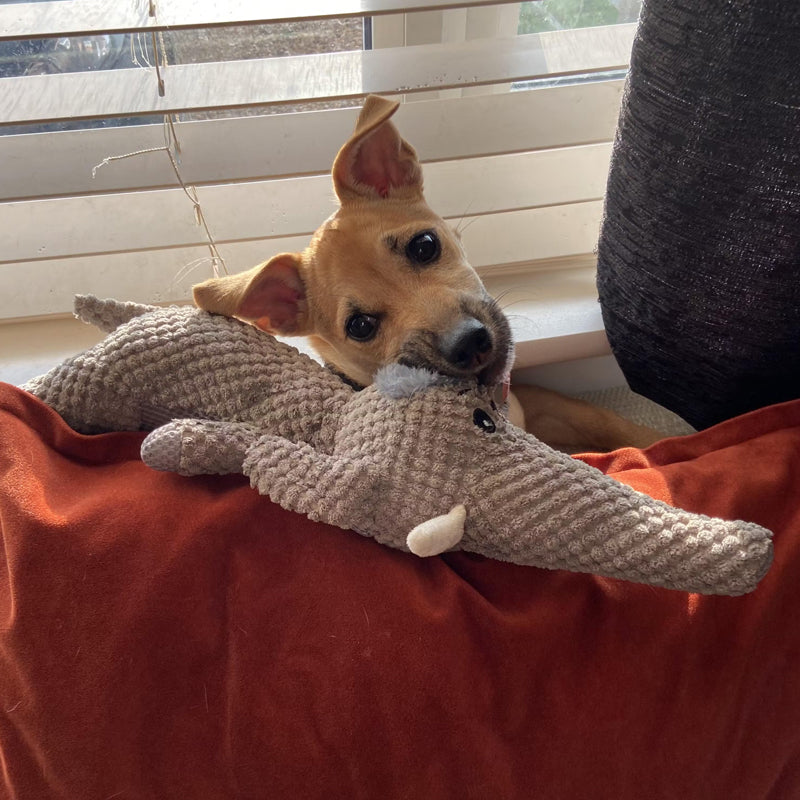 Durable Dog Toy – Plush Chew Toy for Active Play 4